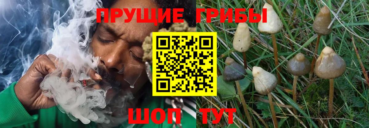 Новотроицк  Галлюциногенные грибы MAGIC MUSHROOMS  Вход с VPN 
